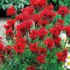 Monarda Fireball